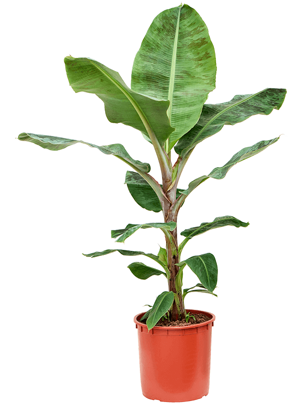 Musa tropicana