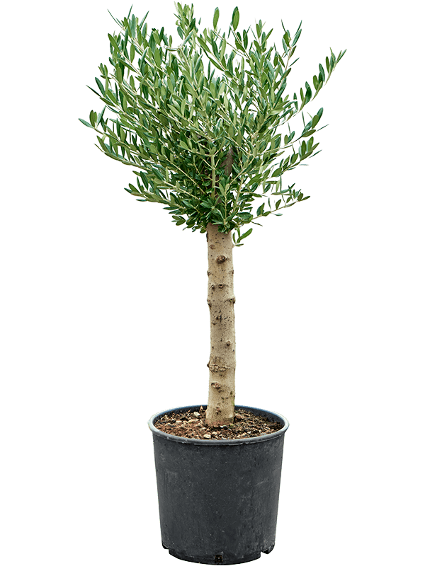 Olea europaea (L)