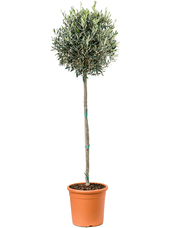 Olea-europaea