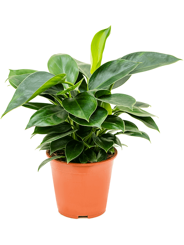 Philodendron “Congo Apple” (L)