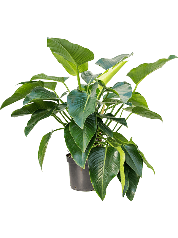 Philodendron “Green Beauty” (L)