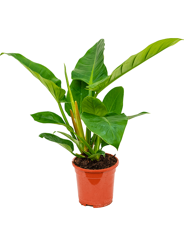 Philodendron “Imperial Green” (L)