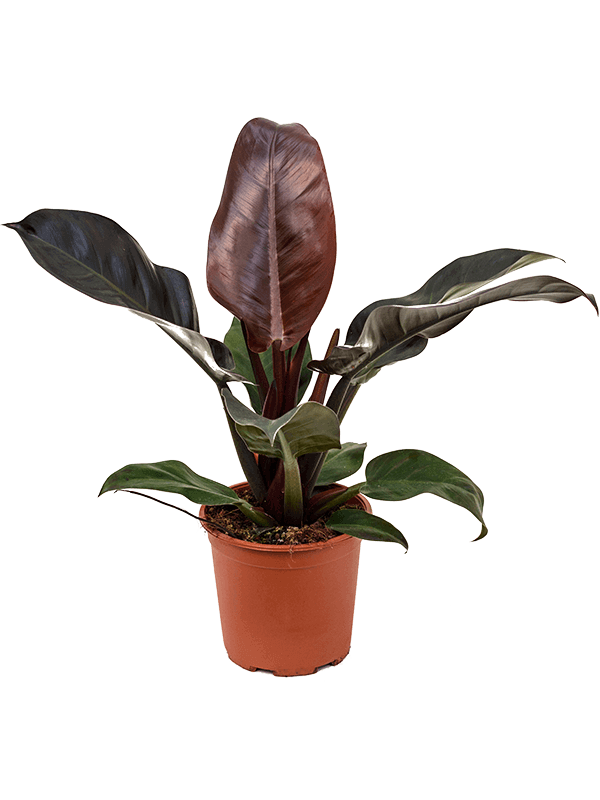 Philodendron-Imperial-Red-M