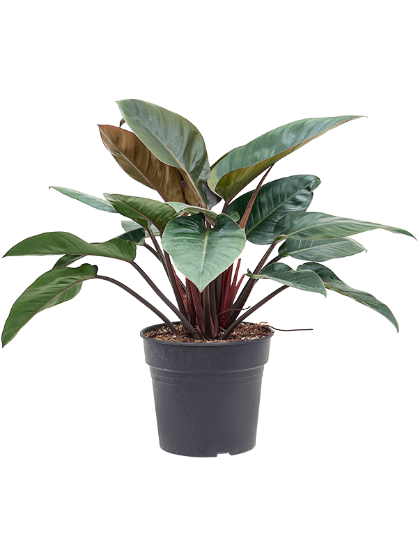 Philodendron-Red-Beauty