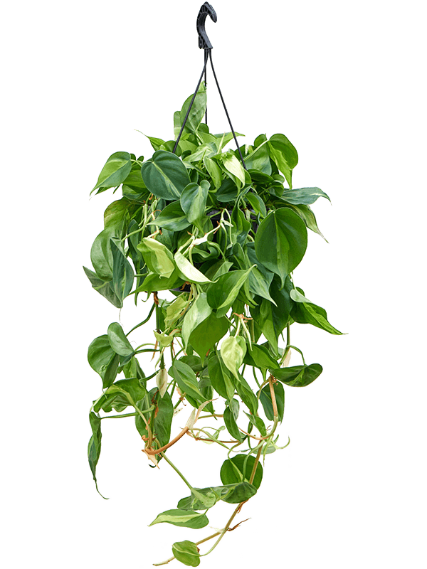 Philodendron-scandens-brasil-curgator-M