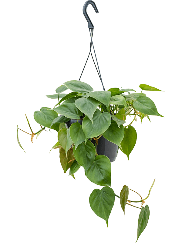 Philodendron-scandens-curgator-M