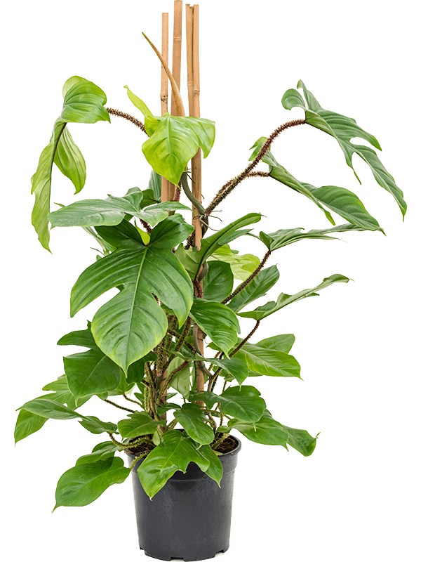 Philodendron squamiferum (L)