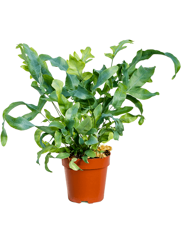 Phlebodium-aureum-M