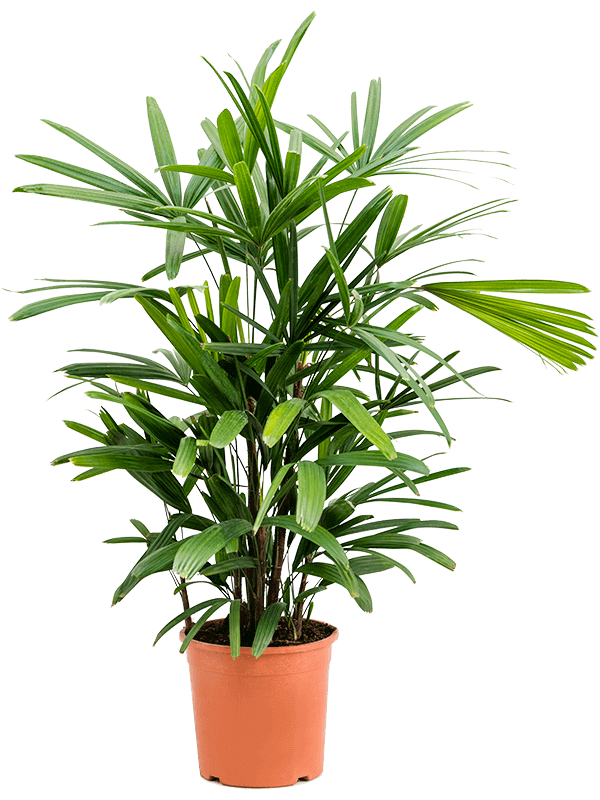 Rhapis excelsa (L)