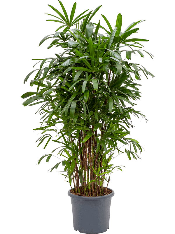 Rhapis-excelsa-XL