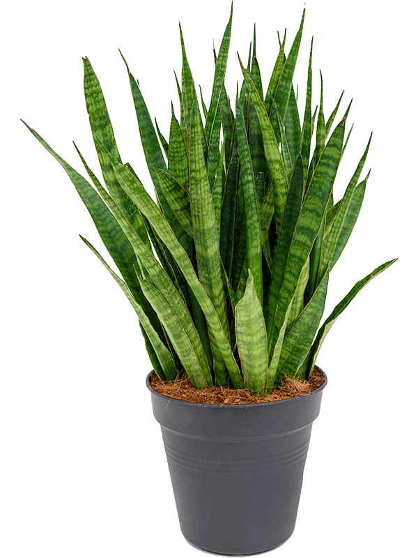 Sansevieria kirkii (L)