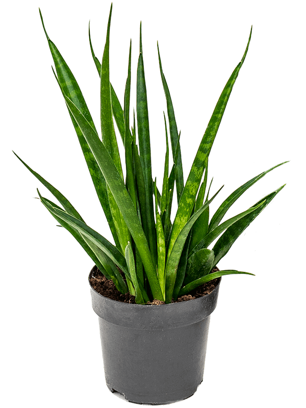 Sansevieria-kirkii-M