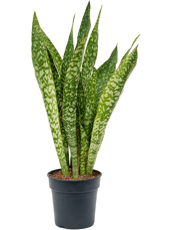 Sansevieria masoniana “Dragon” (L)