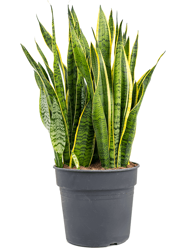 Sansevieria trifasciata “Laurentii” (L)