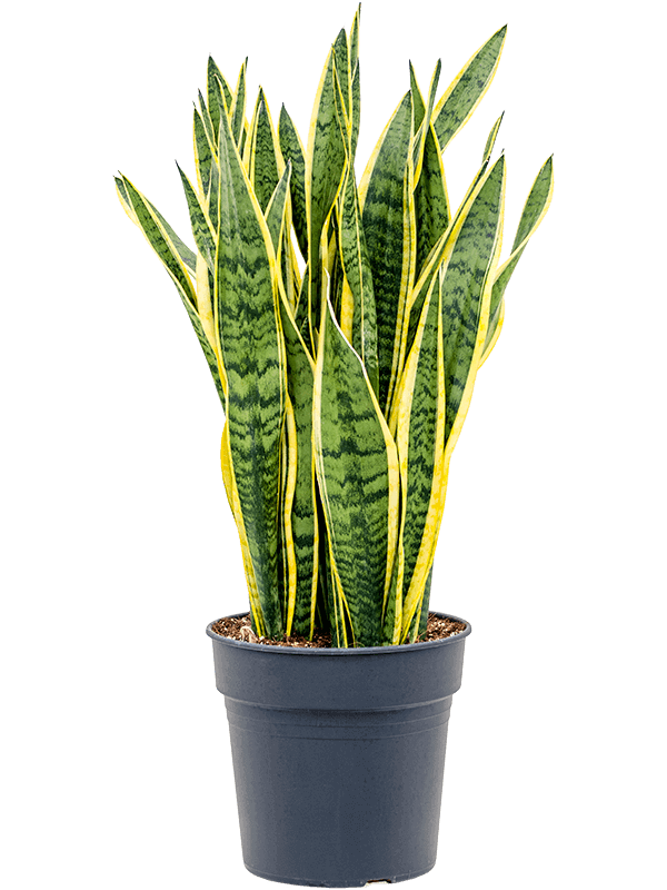 Sansevieria-trifasciata-Laurentii-M