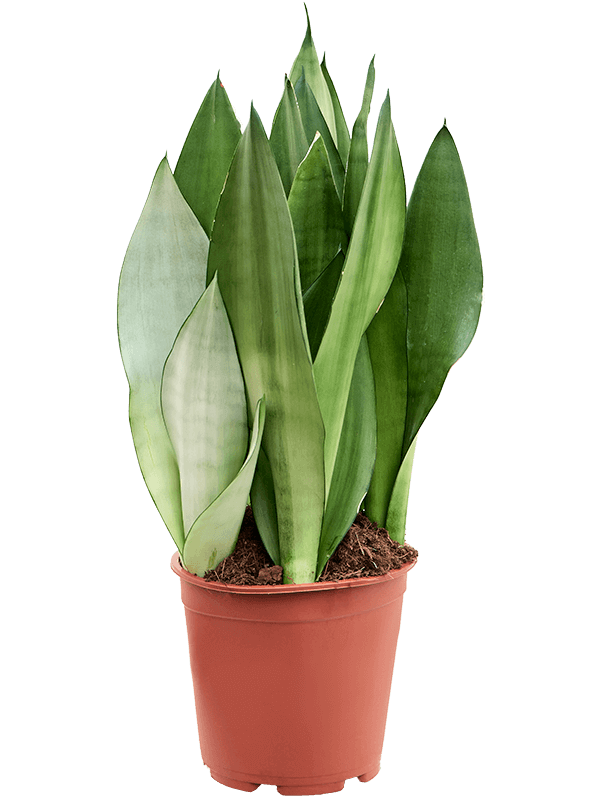 Sansevieria-trifasciata-Moonshine