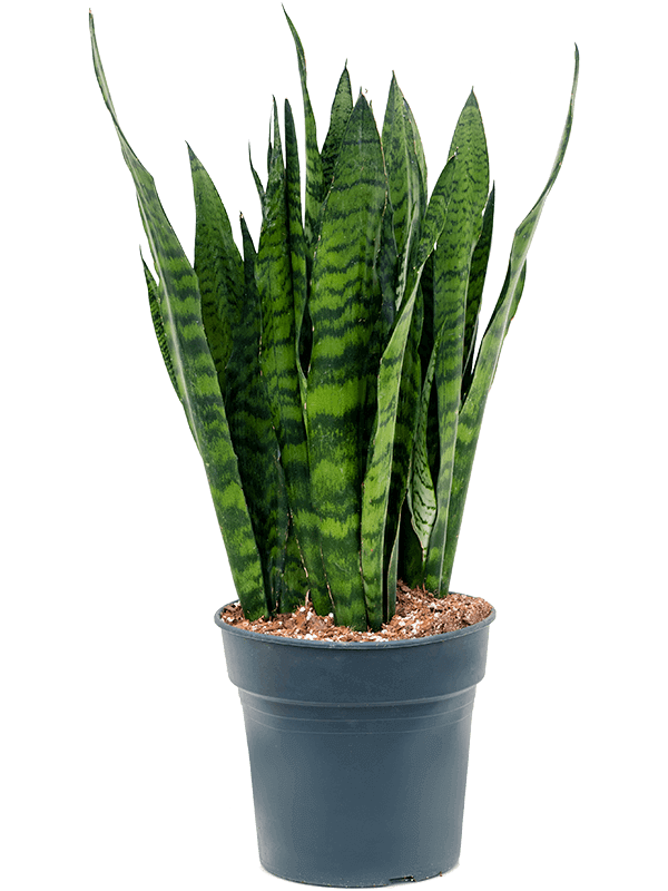 Sansevieria-zeylanica