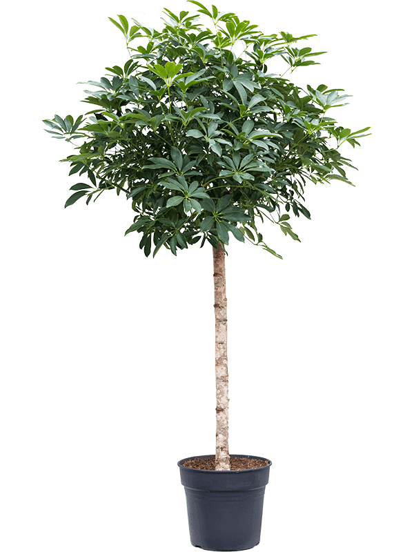 Schefflera-arboricola-Compacta-1