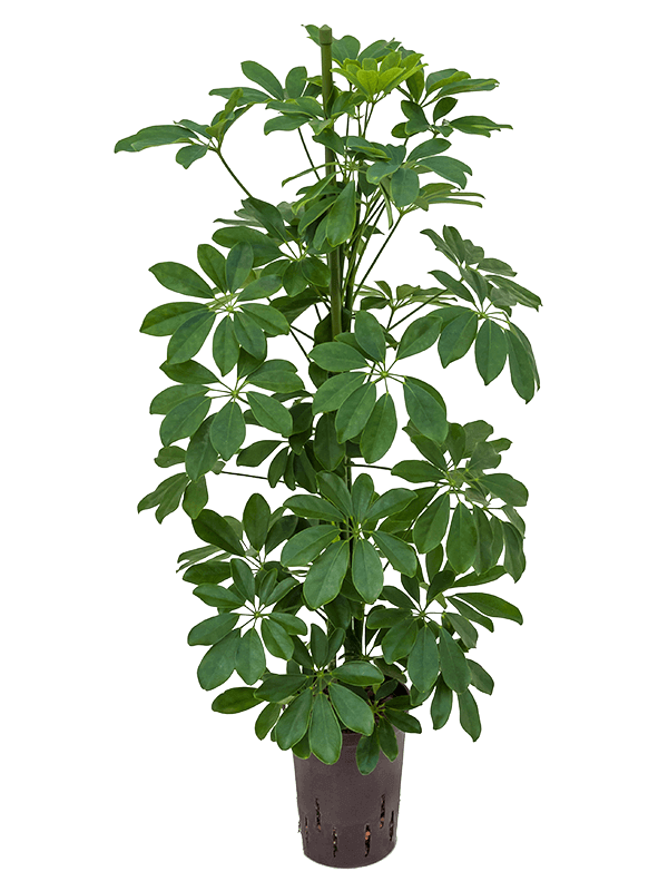 Schefflera arboricola “Compacta” (L)
