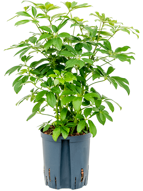 Schefflera-arboricola-Compacta-M