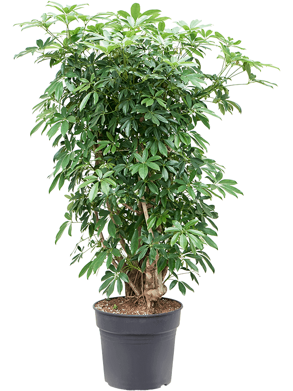 Schefflera-arboricola-Compacta-tuft