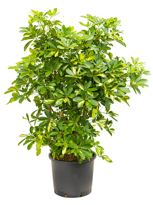 Schefflera arboricola “Gold Capella” (L)
