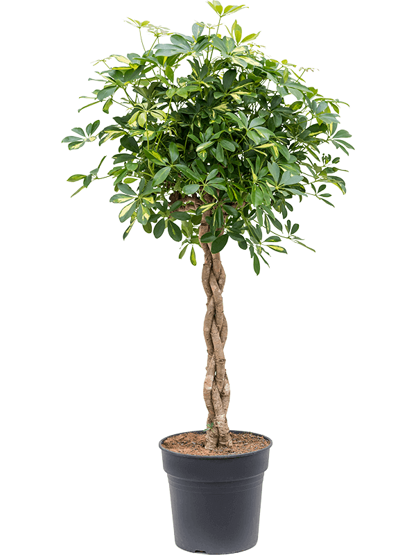 Schefflera-arboricola-Gold-Capella-copac