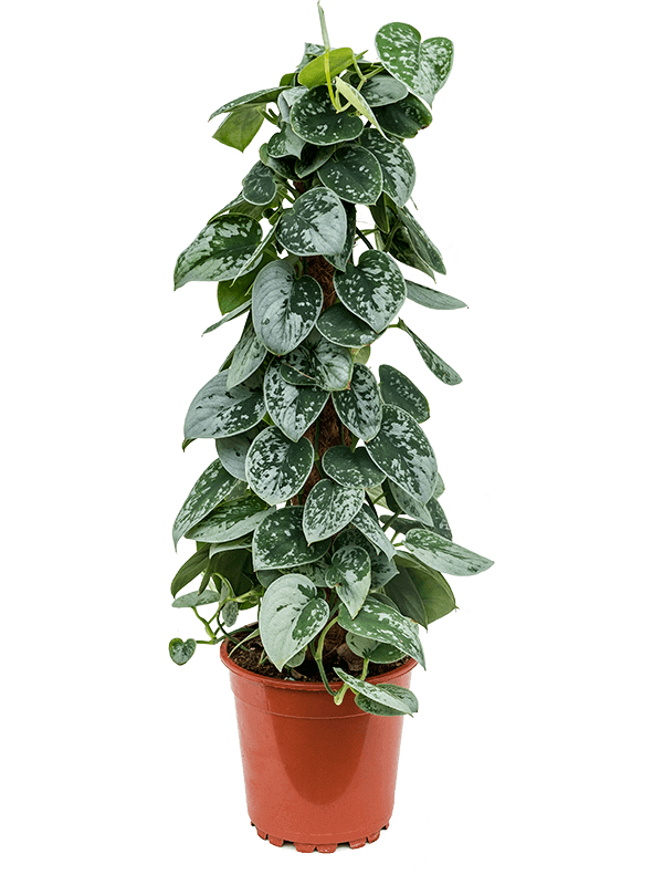 Scindapsus pictus (L)