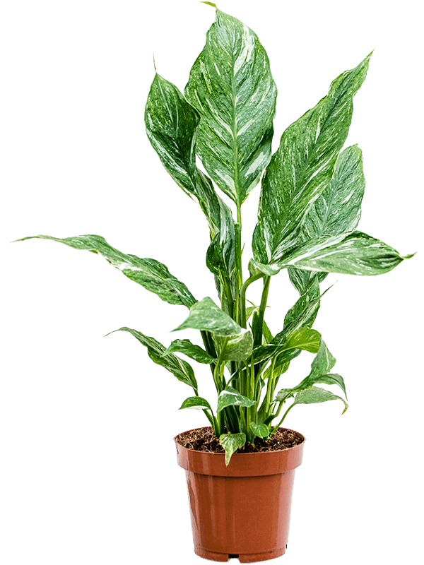 Spathiphyllum-M