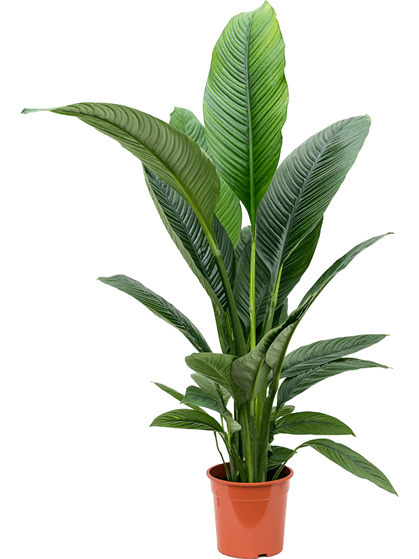 Spathiphyllum “Sensation” (L)