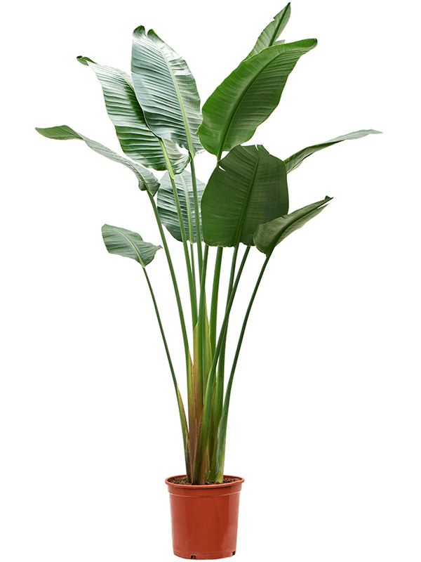 Strelitzia-nicolai