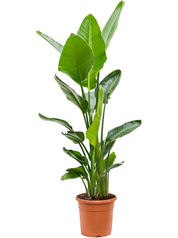 Strelitzia nicolai (L)