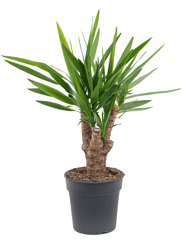 Yucca-elephantipes-M