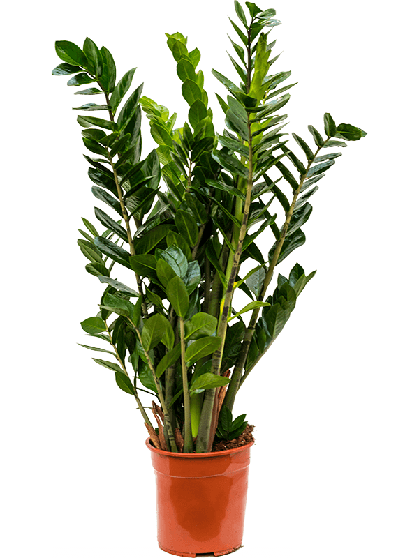 Zamioculcas zamiifolia (L)