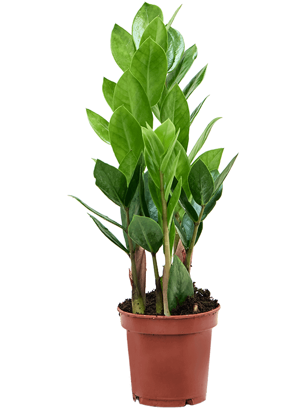 Zamioculcas-zamiifolia-M