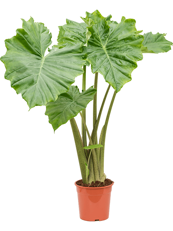 alocasia-portodora