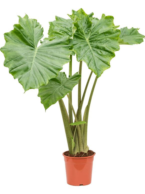 alocasia-portodora-XL