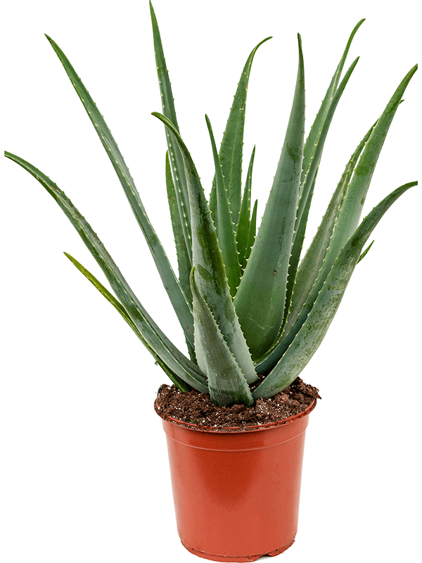 aloe-vera-M