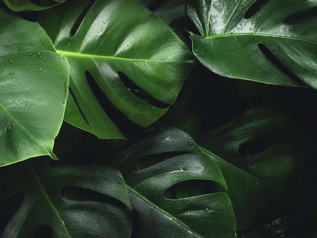 Frunze naturale verzi