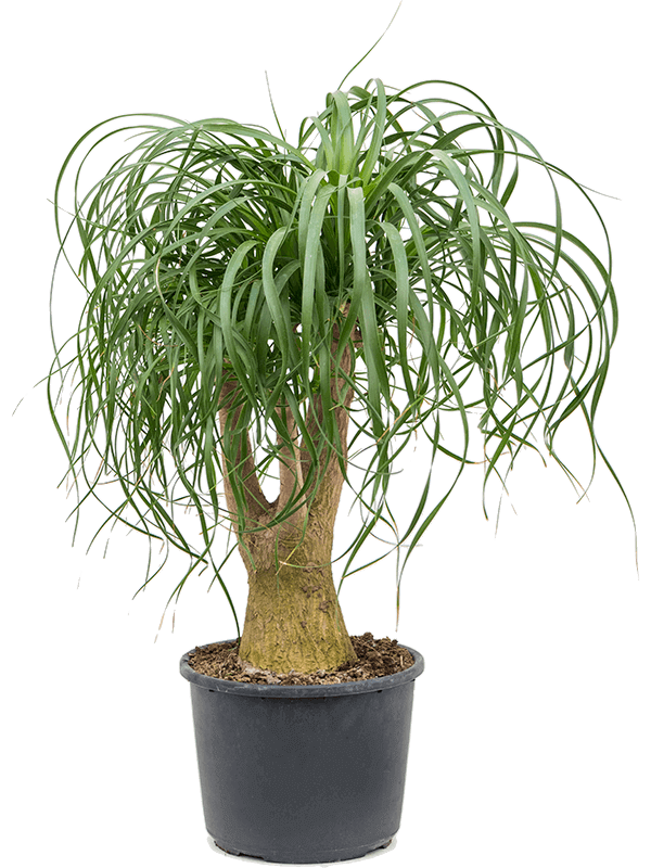 beaucarnea-recurvata-M
