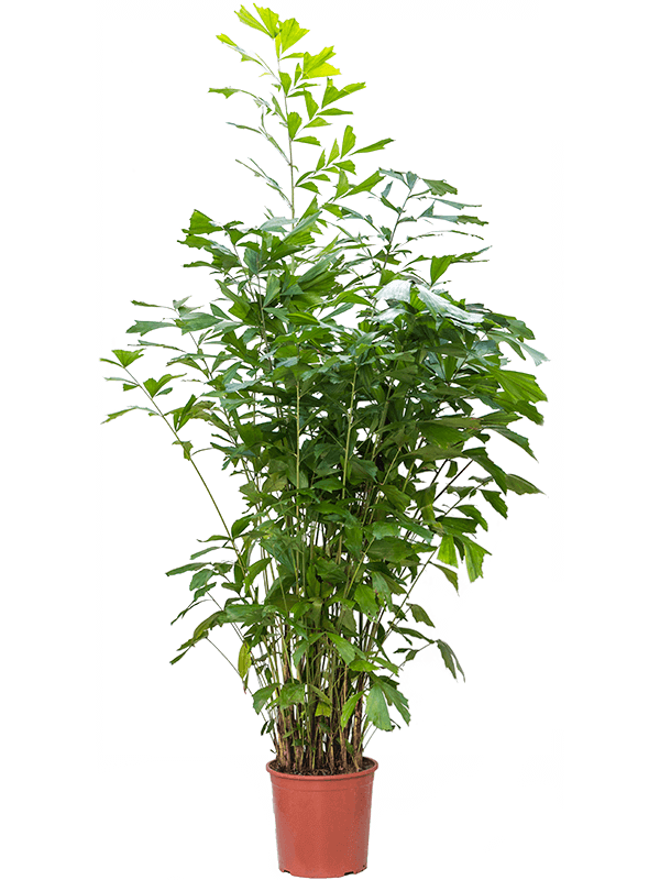 caryota-mitis