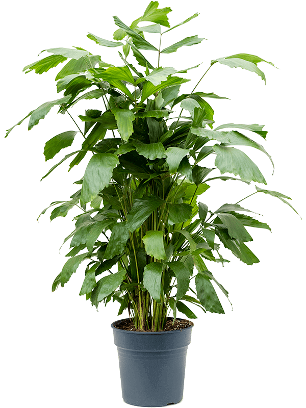 caryota-mitis-L