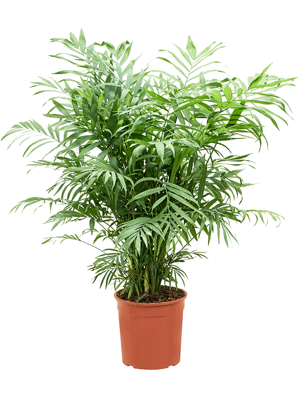 Chamaedorea elegans (M)​