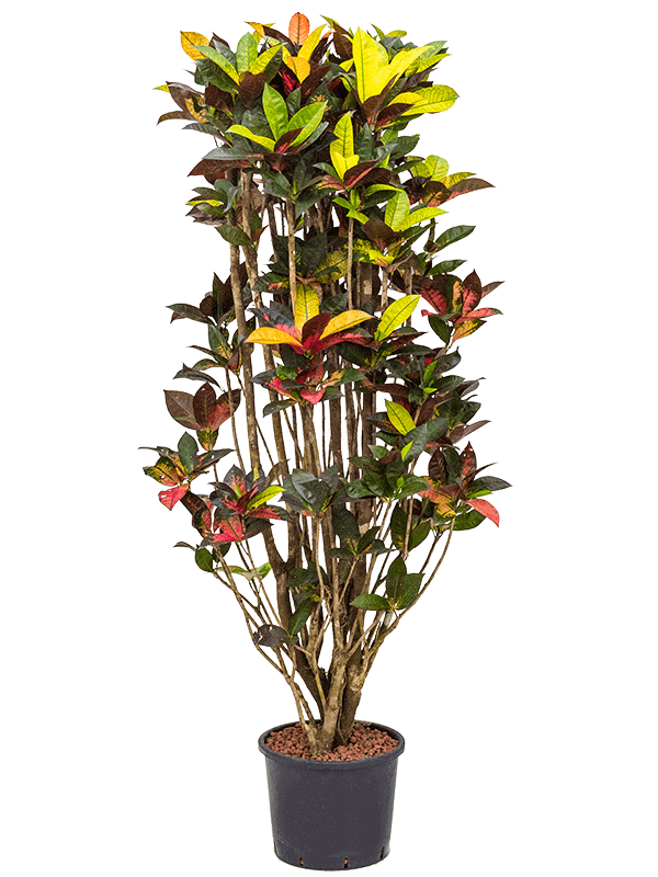 croton-variegatum