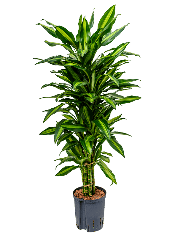 dracaena-cintho