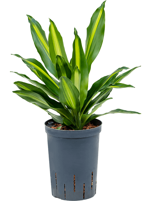 dracaena-fragrans-cintho-M