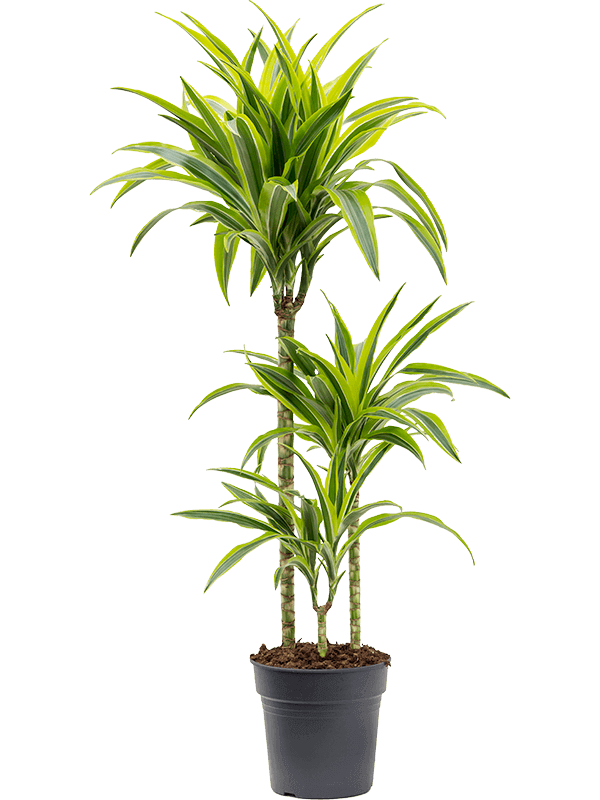 dracaena-lemon-lime-L