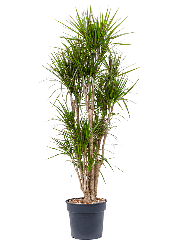 dracaena-marginata