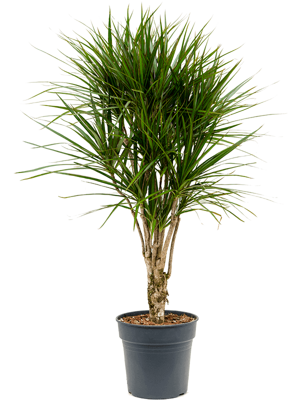 dracaena-marginata-L