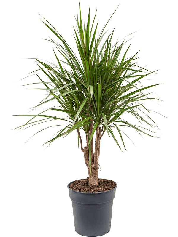 dracaena-marginata-M